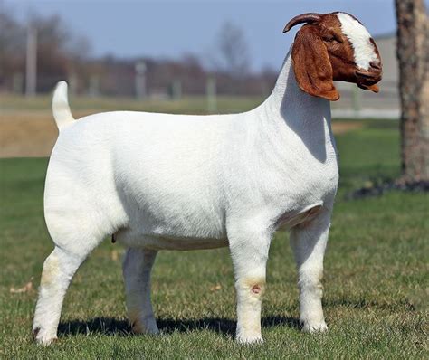 Boer goat breed characteristics weight gain chart – Artofit