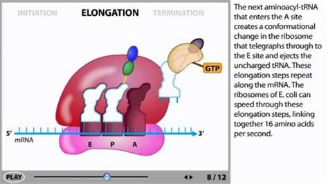 Protein Synthesis Animation | Doovi