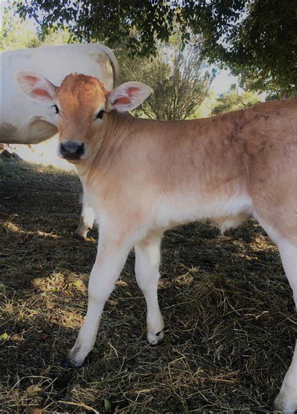 4 Chianina Calves | Listing | Cattlesales