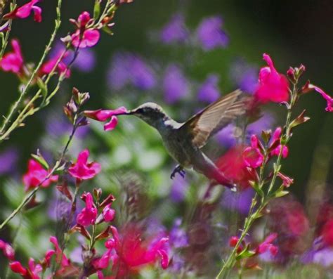 How Do Hummingbirds Pollinate Flowers? - Hummingbirds Info