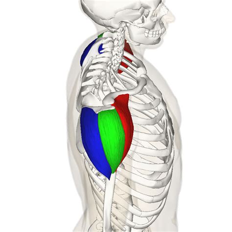 Mandurah Spine Sport Chiropractors: Shoulder Basics, Treatment, Therapy