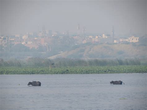 Confessions of a Global Birder: Some birds of Okhla Bird Sanctuary, New Delhi, India (Pt 1)