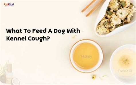 What To Feed A Dog With Kennel Cough?