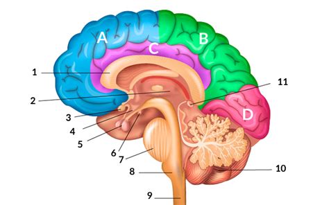 Sobre el cerebro humano - CogniFit