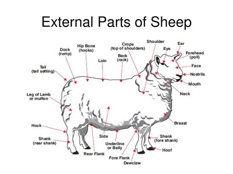 PPT - Exploring the Sheep and Goat Industry PowerPoint Presentation - ID:995623