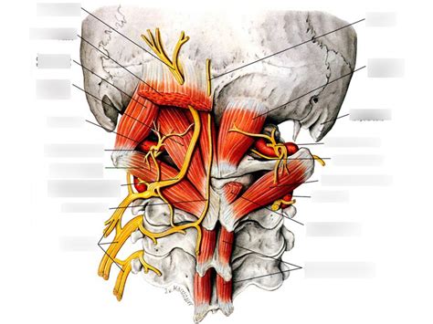 Suboccipital region w/ nerves and arteries Diagram | Quizlet