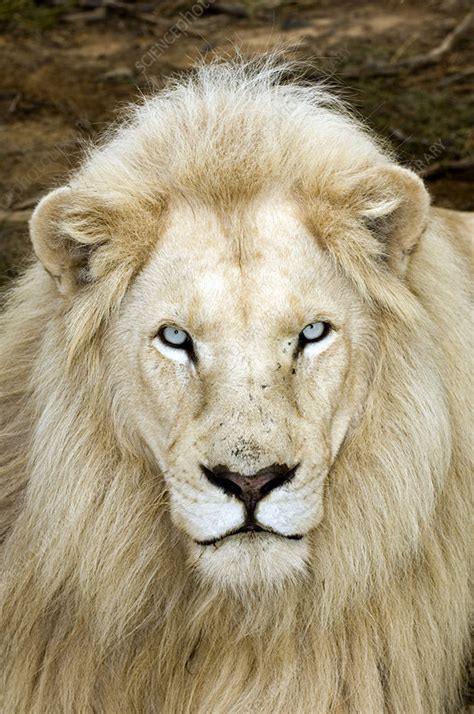 Male White Lion With Blue Eyes