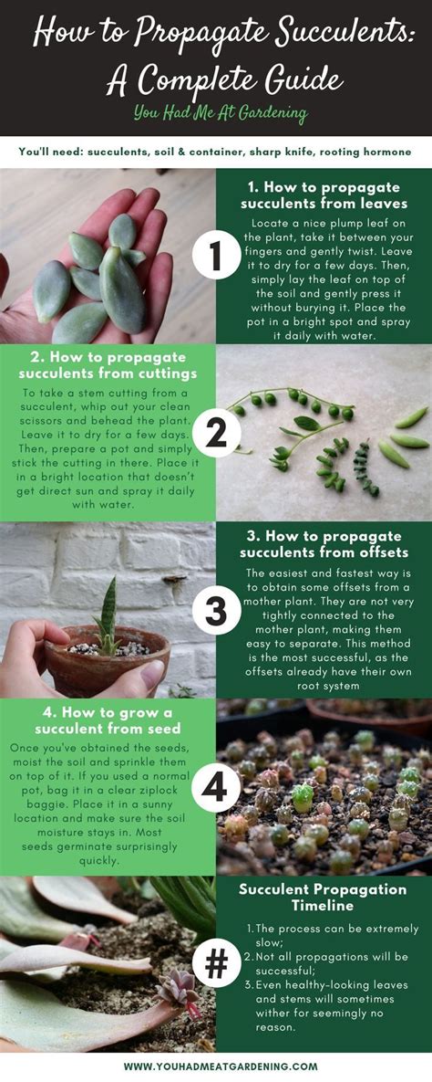 A Complete Guide on How to Propagate Succulents | Propagating succulents, Succulent gardening ...