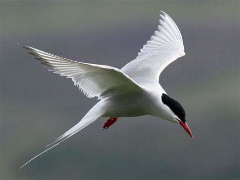 Arctic Tern - BirdForum Opus | BirdForum