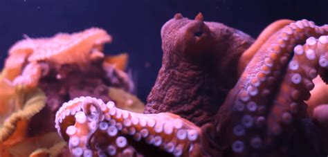 Researchers develop octopus skin-inspired infrared camouflage