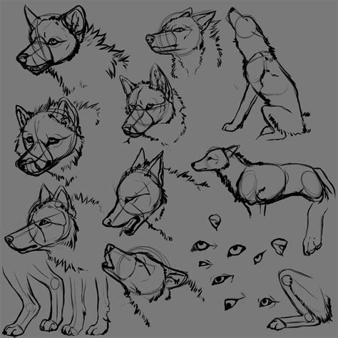 wolf anatomy 1 by Jau-chan on DeviantArt