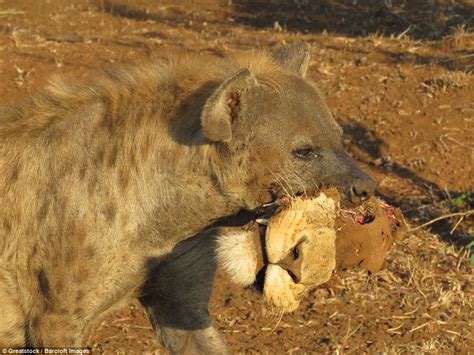 Hungry hyena is spotted making off with decapitated lion's HEAD in ...