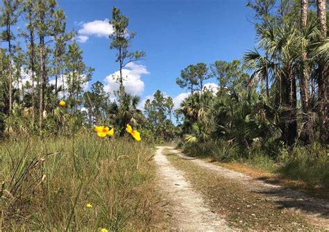 Everglades hiking trail: Delve into the wild right from Alligator Alley