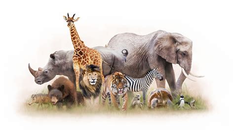 Group Of Zoo Animals Together Isolated Stock Photo - Download Image Now - iStock