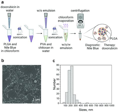 Synthesis and characterization of PLGA nanoparticles for targeted drug ...