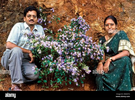 Kurinji flower (Strobilanthes kunthianus (Nees) in Udhagamandalam Ooty ...