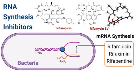 RNA Synthesis Inhibitors- Definition, Examples, Inhibition, Resistance