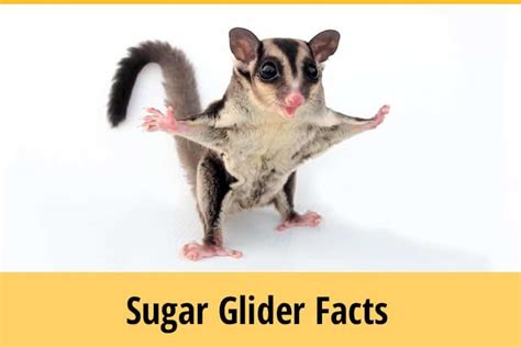 7 Interesting Sugar Glider Facts You Didn't Know | ZooAwesome