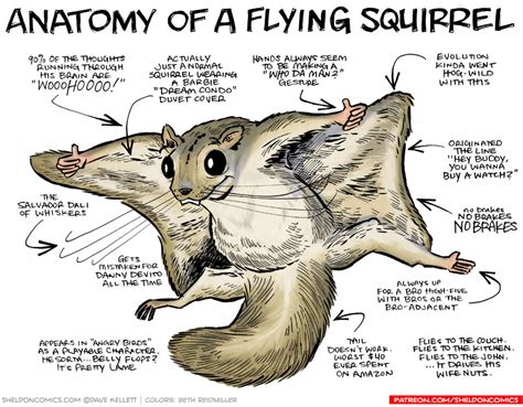 Anatomy of a Flying Squirrel - Sheldon® Comic Strip