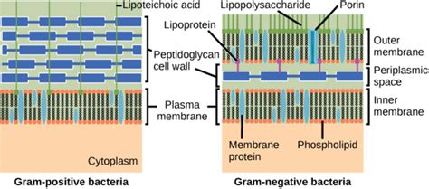 Structure of Prokaryotes | Boundless Biology