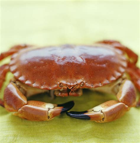 Edible Crab Photograph by David Munns - Fine Art America