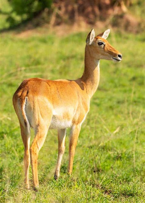 74 Types of African Antelope (And 56 Subspecies) Full Guide • Storyteller Travel