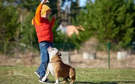 Training English Bulldogs 101 – Most Effective Methods - Dog Fluffy