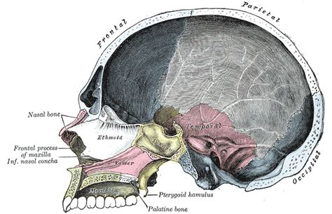 Palatine Bone - Definition, Anatomy, Location, Functions and Pictures - Bodterms