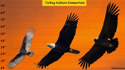 Turkey Vulture Size: How Big Are They Compared To Others?