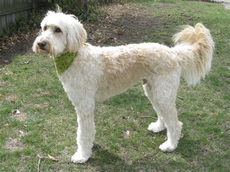 poser.JPG (3264×2448) | Goldendoodle, Labradoodle haircut, Dog haircuts