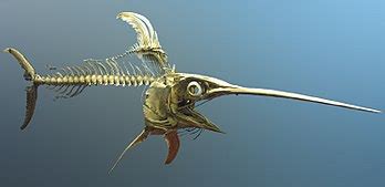 Swordfish - Wikipedia