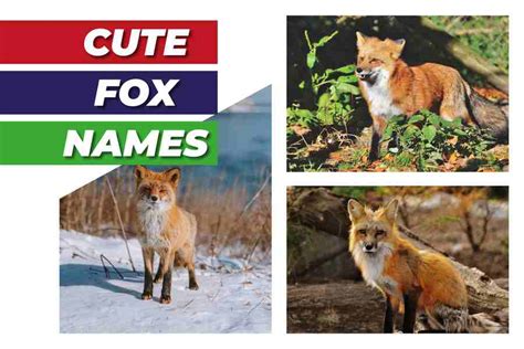 250 Cute Fox Names: Tips, Ideas, And Fifty Adorable And Original Names ...