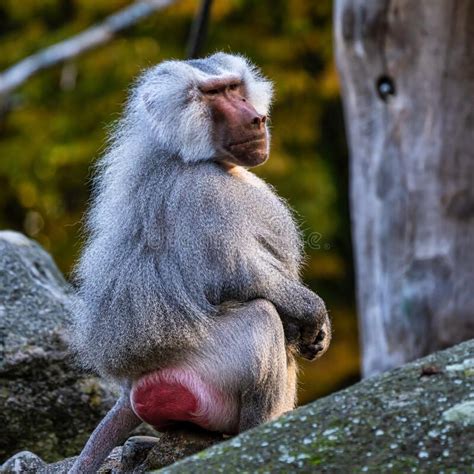 The Hamadryas Baboon, Papio Hamadryas is a Species of Baboon Stock Photo - Image of african ...