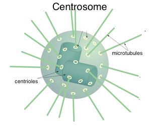 Centriole: Definition, Structure & Function - Video & Lesson Transcript | Study.com