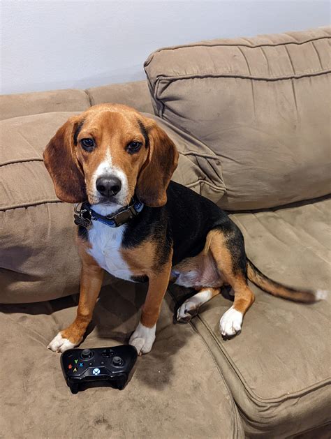 Beagle or beagle + hound mix? (Possibly coonhound) : r/beagle