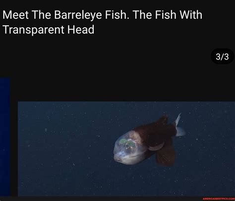 Meet The Barreleye Fish. The Fish With Transparent Head - America’s ...