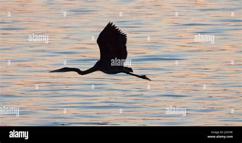 Silhouette of great blue heron flying over water Stock Photo - Alamy