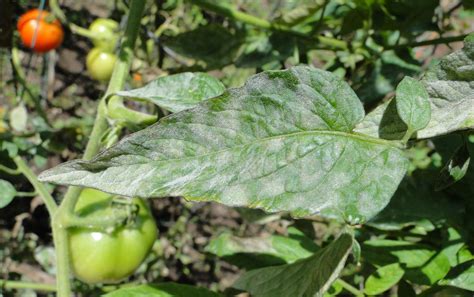 Powdery Mildew of Tomato | Scouting Guides for Problems of Vegetables