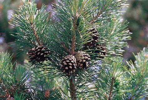 How to identify Scots Pine - nativetreesfromseed.com