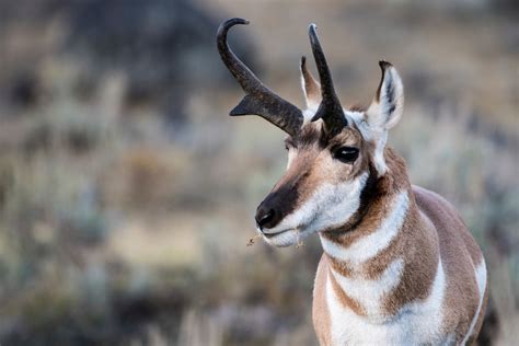 Hunters Stalk Pronghorn Behind Giant Cow Cutout - Wide Open Spaces