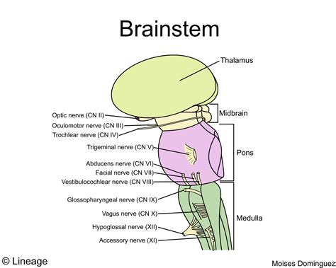 Brainstem Anatomy Dorsal