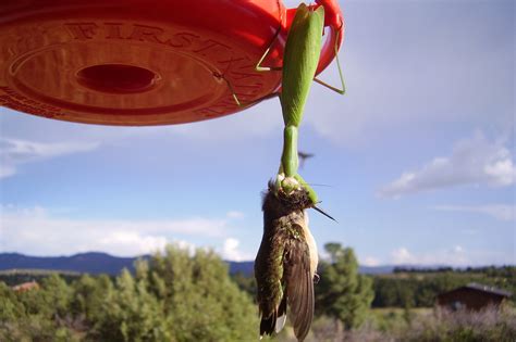 Praying Mantis eating a hummingbird : r/natureismetal