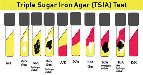 Triple Sugar Iron Test