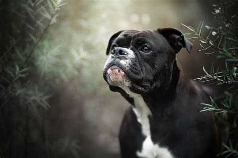 HD wallpaper: Dogs, Boxer, Boxer (Dog), Pet | Wallpaper Flare