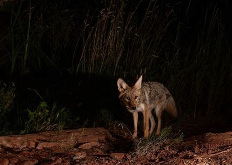 Mastering The Basics Of Coyote Night Hunting - The Hunting Jack