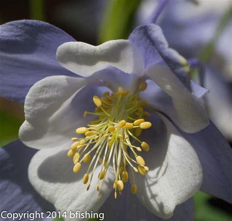 Aquilegia x hybrida | Trying to go for more of a 3D look... | bfishing ...