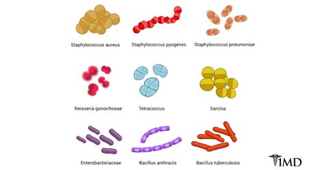 The Top 11 Probiotic Strains + Why They’re so Important to Your Health ...