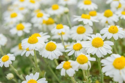 Ultimate Guide to Chamomile Flower Meaning - Petal Republic