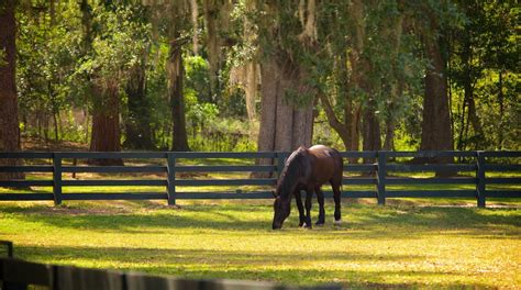 Pebble Hill Plantation Tours - Book Now | Expedia