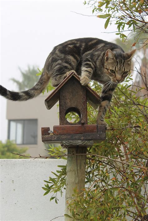 Cat hunting for birds | Our cat out hunting for birds. He wa… | Flickr